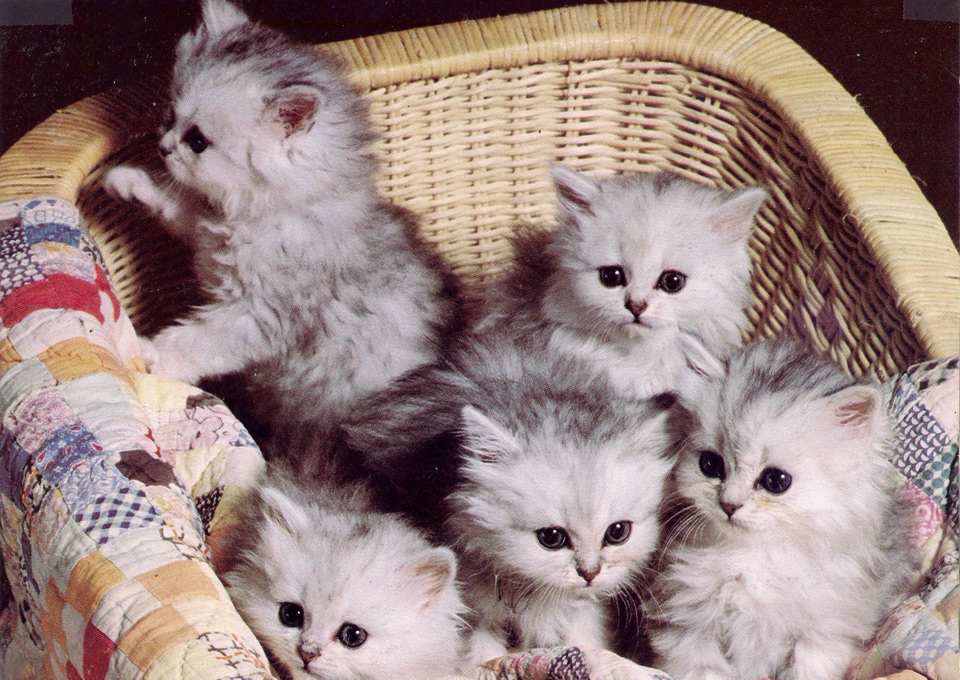 fond d'écran kucing lucu hd,chat,chats de petite à moyenne taille,félidés,chaton,moustaches