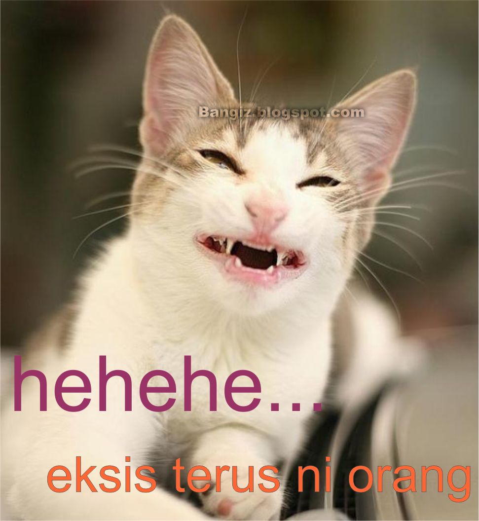 wallpaper animasi kucing,cat,whiskers,small to medium sized cats,felidae,facial expression