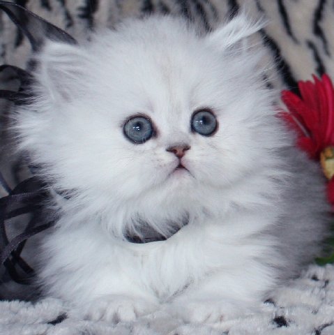 fond d'écran kucing persia,chat,chats de petite à moyenne taille,moustaches,félidés,persan