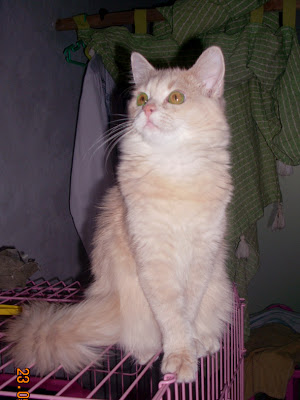 壁紙kucingペルシャ,ネコ,中型から中型の猫,ネコ科,ひげ,国内の長い髪の猫