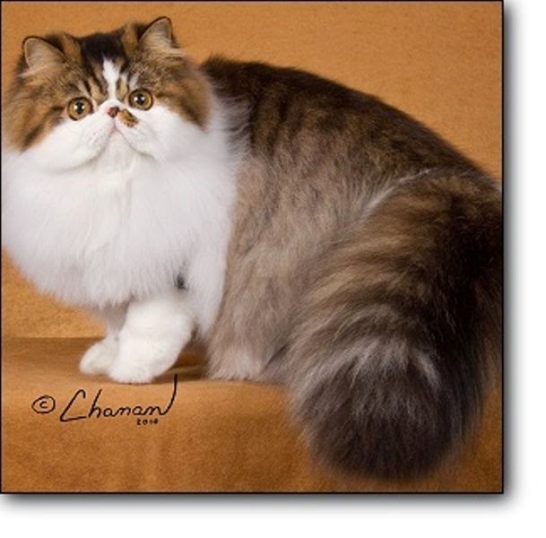 papel pintado kucing persia,gato,gatos pequeños a medianos,felidae,persa,bigotes
