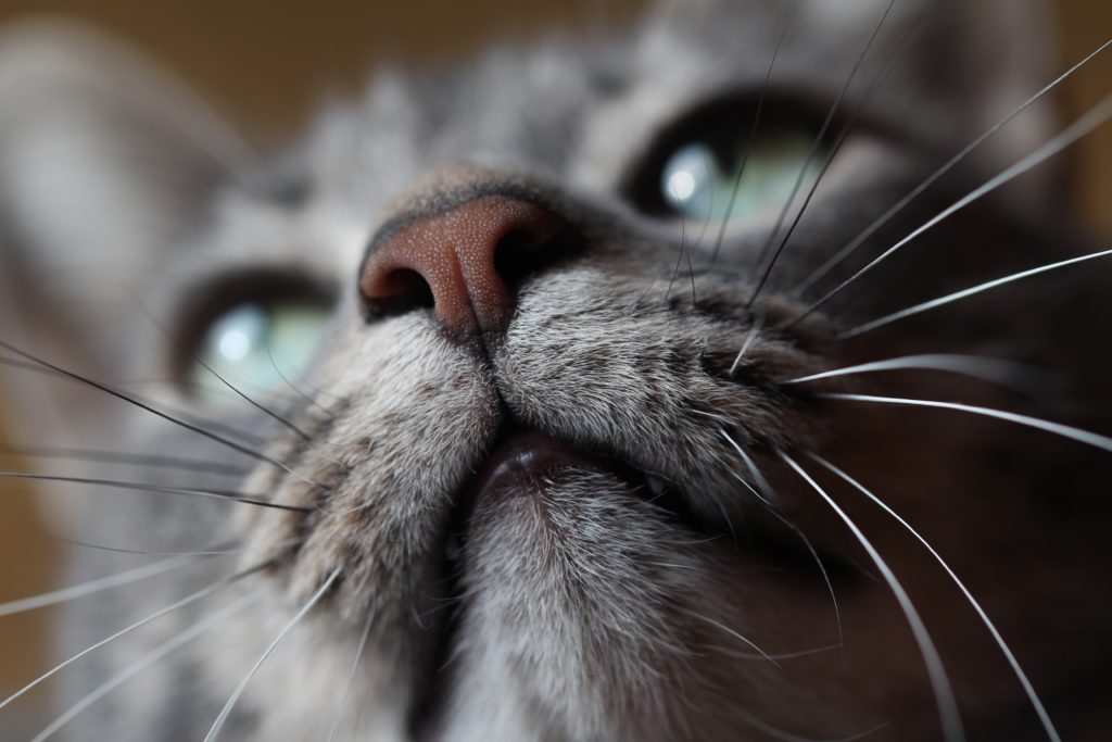 wallpaper kucing persia,cat,whiskers,nose,felidae,snout