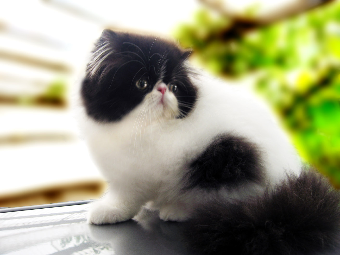 fond d'écran kucing persia,chat,chats de petite à moyenne taille,félidés,moustaches,persan