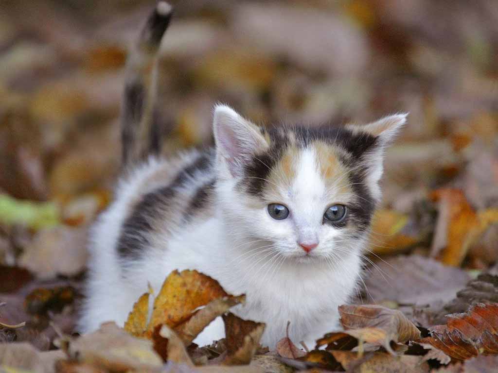 fondo de pantalla kucing imut,gato,felidae,gatos pequeños a medianos,bigotes,gatito