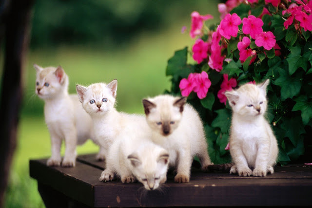 tapete kucing imut,katze,kleine bis mittelgroße katzen,felidae,türkische angora,khao manee