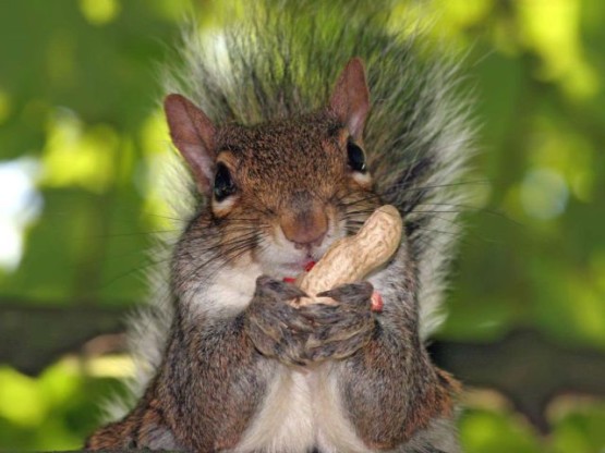 carta da parati binatang,scoiattolo,scoiattolo volpe,roditore,barba,natura