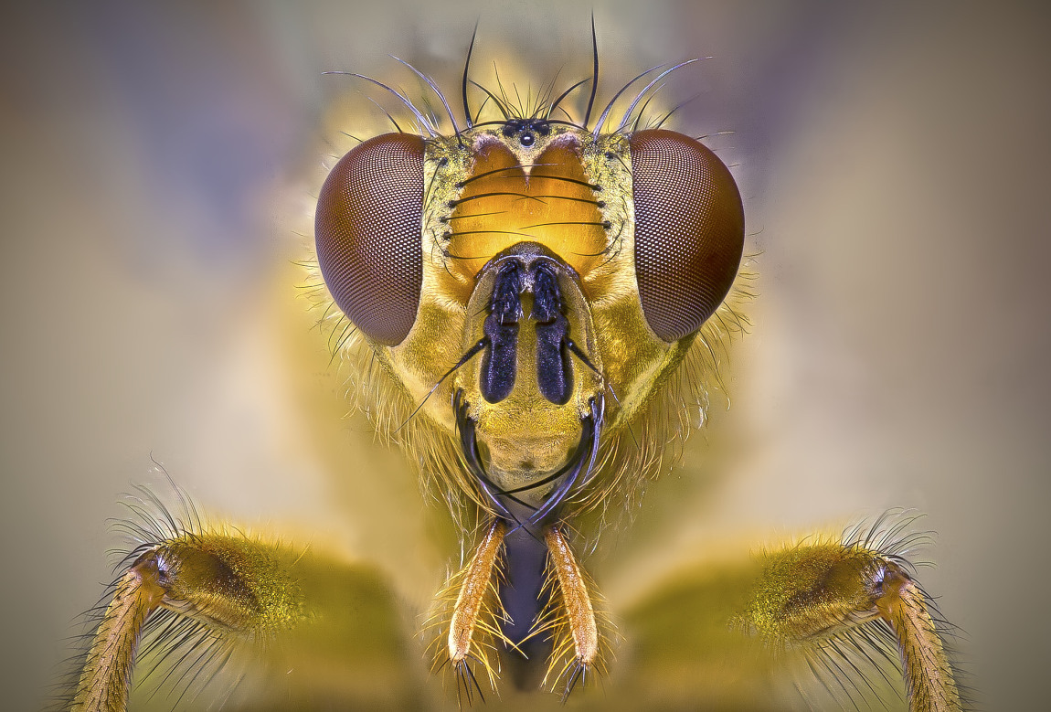 papier peint binatang,insecte,macro photographie,tachinidae,insectes ailés nets,fermer