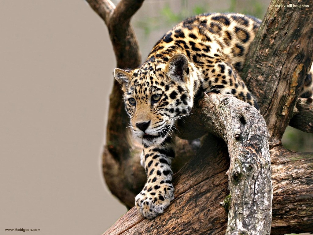 tapete binatang buas,landtier,tierwelt,leopard,felidae,jaguar