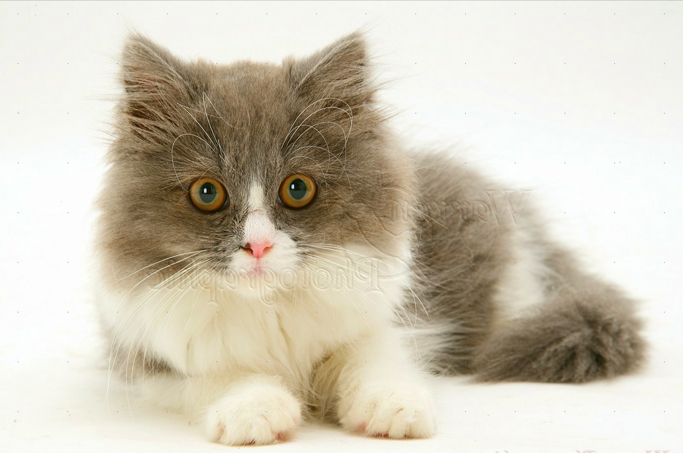 papier peint gambar kucing,chat,chats de petite à moyenne taille,félidés,moustaches,poil long britannique