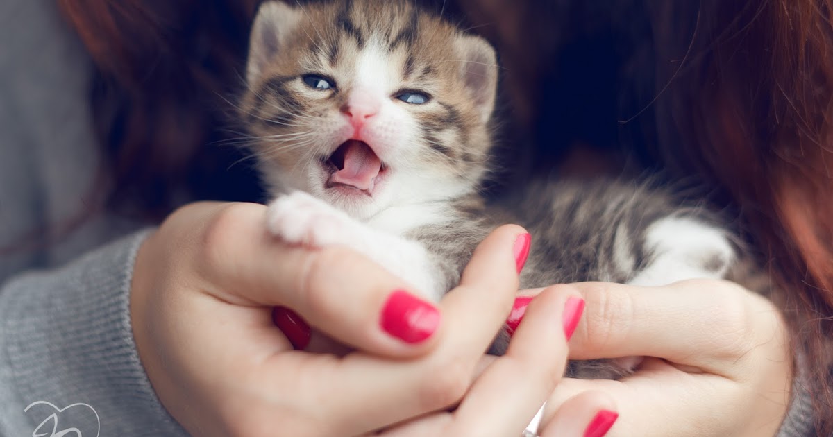 배경 kucing 앙고라,고양이,중소형 고양이,felidae,구레나룻,고양이 새끼