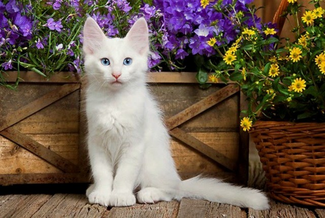carta da parati kucing anggora,gatto,gatti di piccola e media taglia,felidae,barba,angora turca