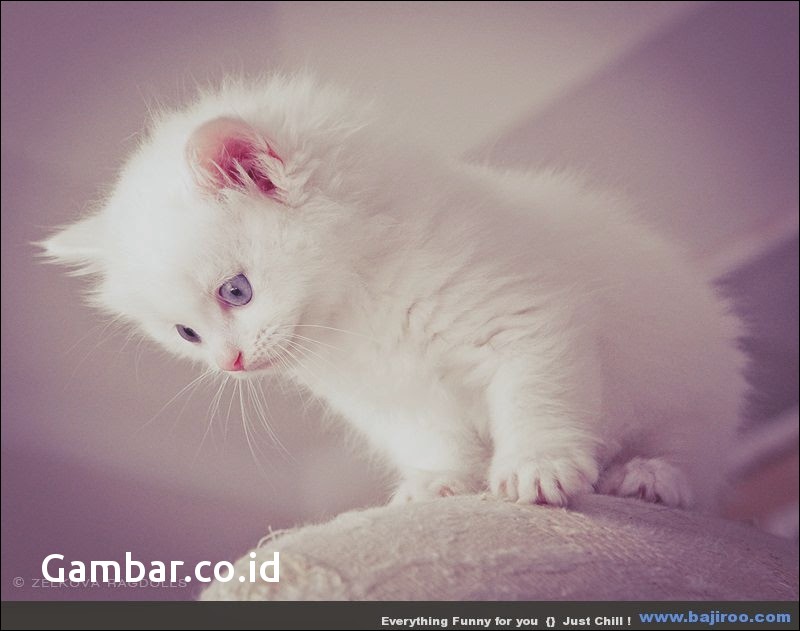 fond d'écran kucing anggora,chat,chats de petite à moyenne taille,félidés,moustaches,légende photo