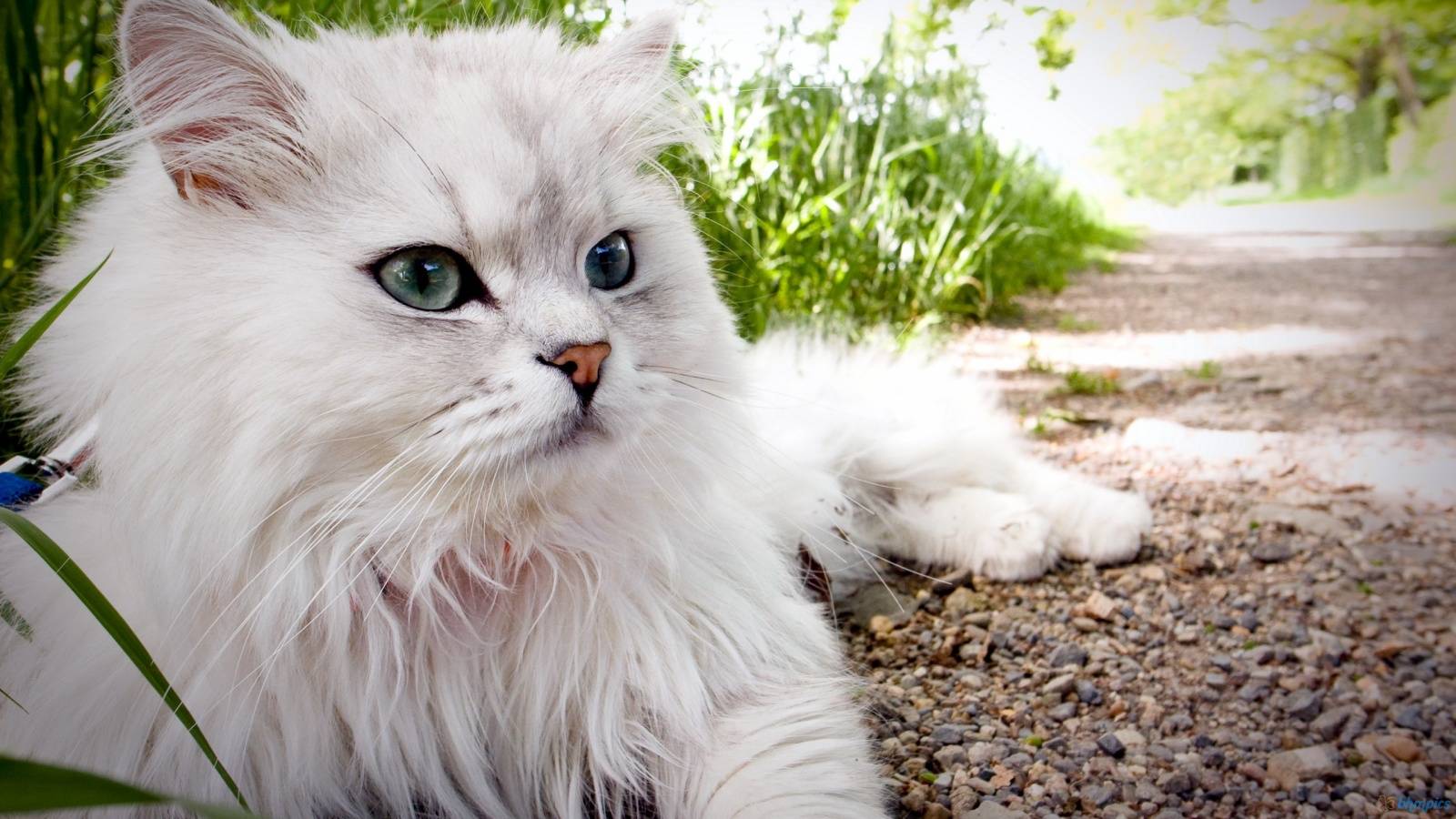 fond d'écran kucing anggora,chat,chats de petite à moyenne taille,félidés,moustaches,asiatique poil long