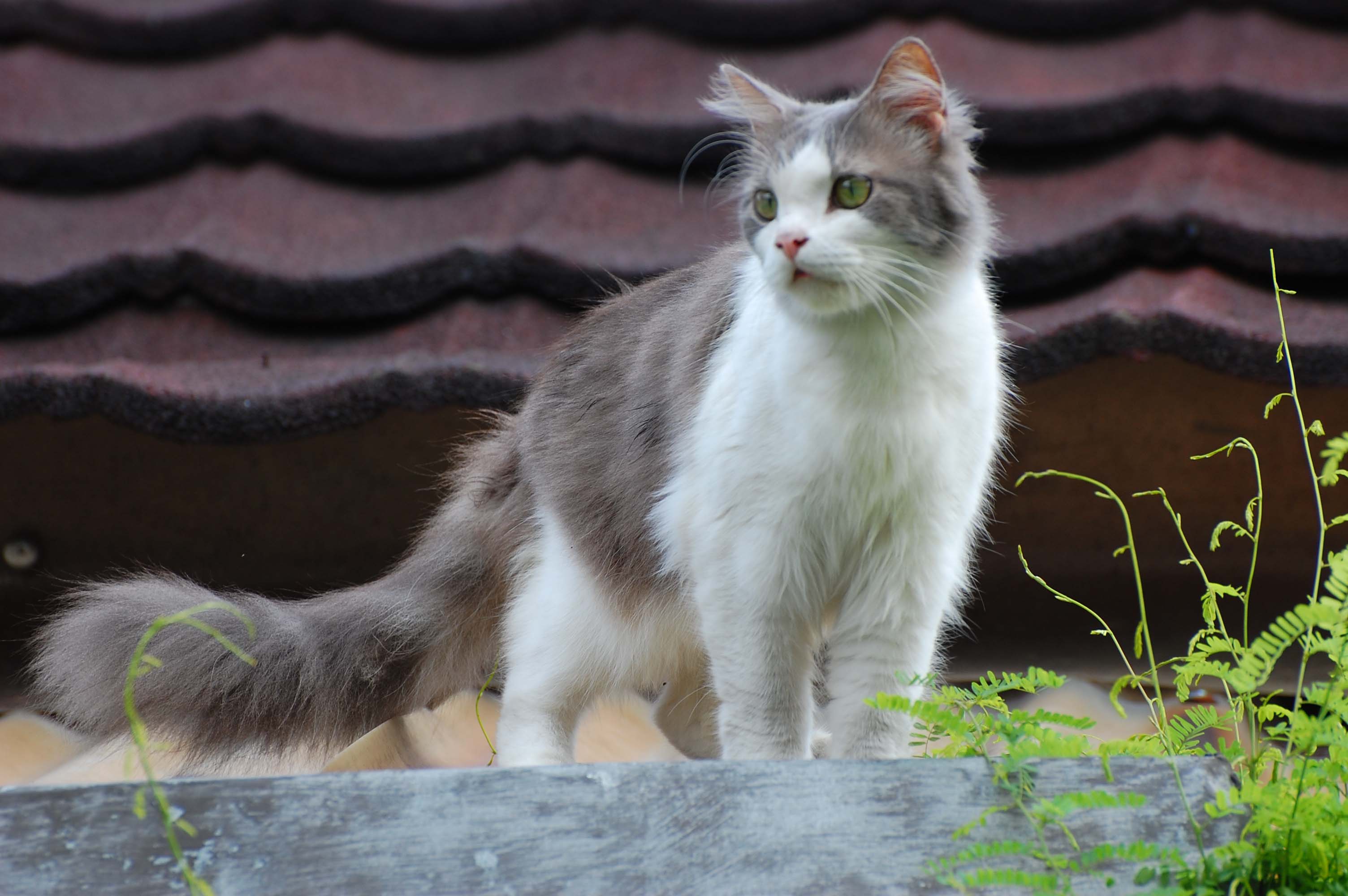 fond d'écran kucing anggora,chat,chats de petite à moyenne taille,félidés,moustaches,chat des forêts norvégiennes