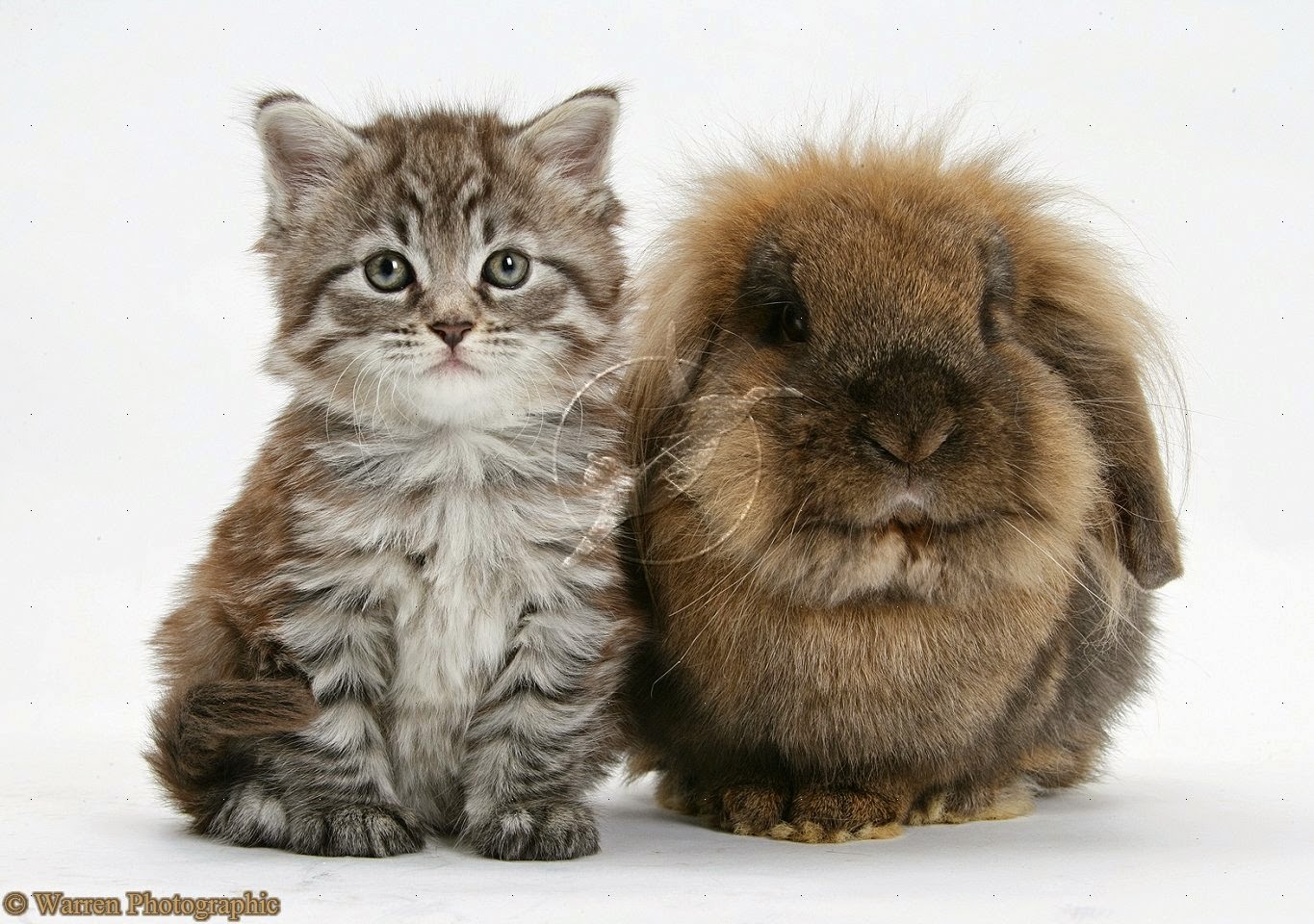 fond d'écran kucing anggora,chat,félidés,chats de petite à moyenne taille,lapin,moustaches