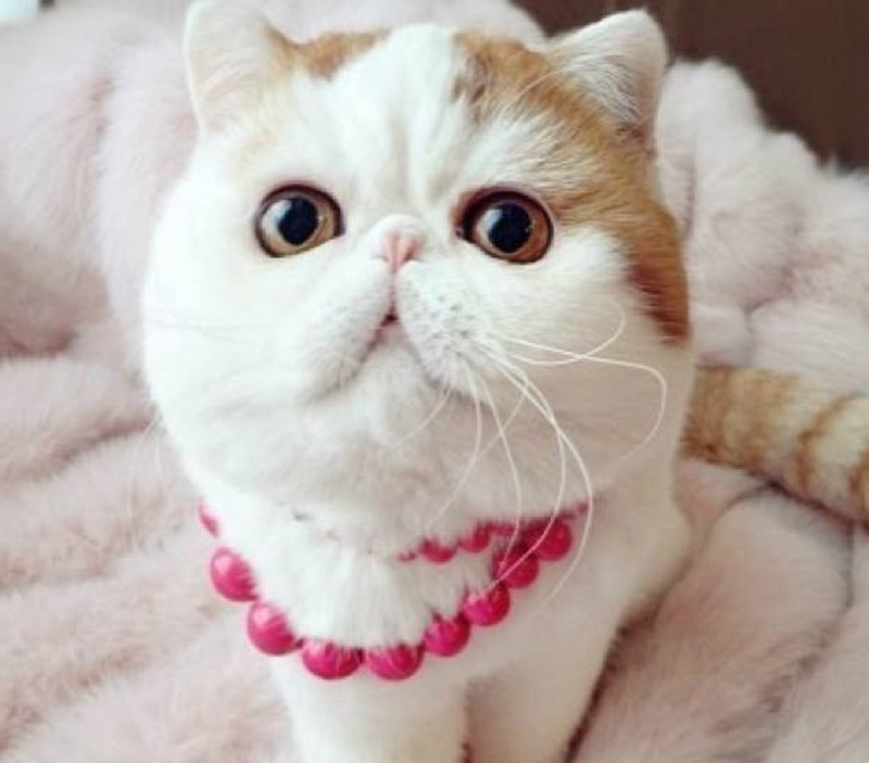 fond d'écran kucing anggora,chat,chats de petite à moyenne taille,félidés,moustaches,rose