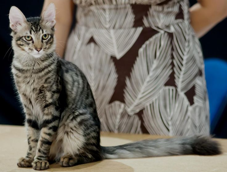 fond d'écran kucing anggora,chat,chats de petite à moyenne taille,félidés,moustaches,american shorthair