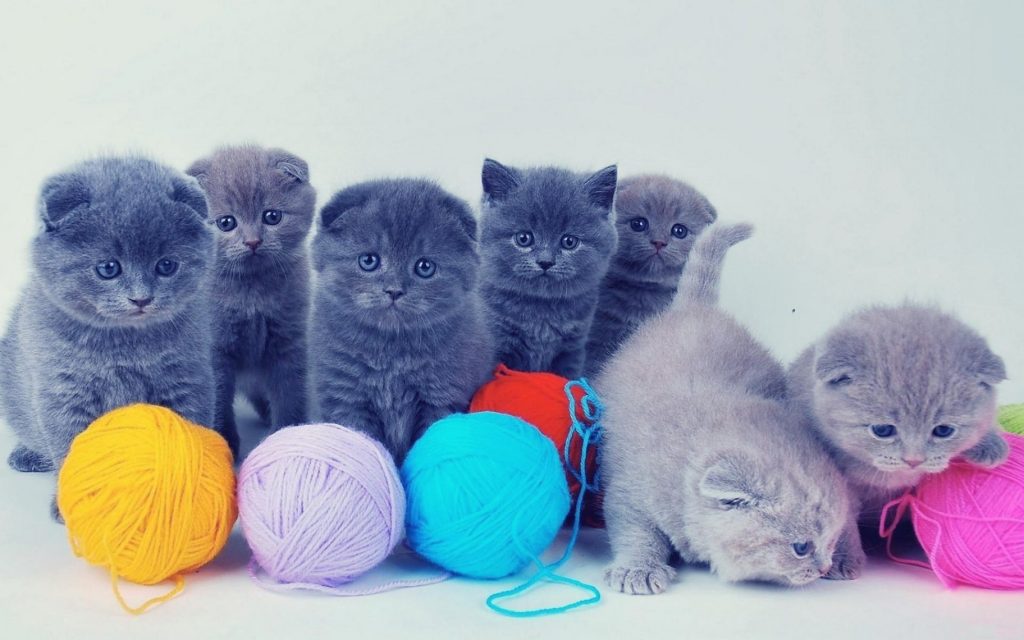 fondo de pantalla kucing anggora,gato,gatos pequeños a medianos,felidae,gatito,pelo corto británico