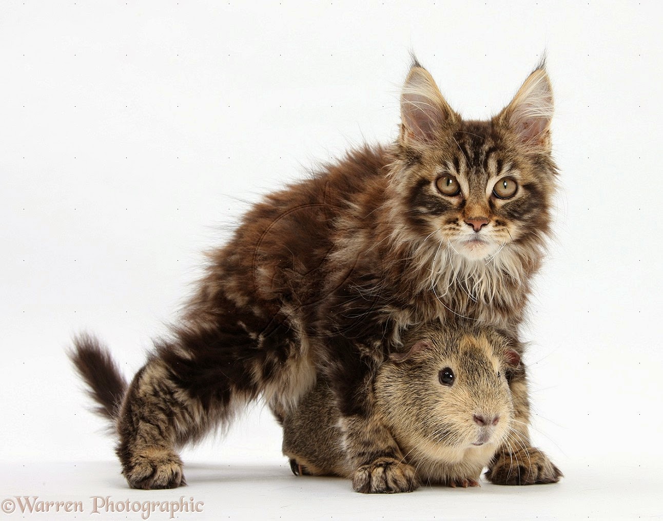 tapete kucing anggora,katze,kleine bis mittelgroße katzen,felidae,kätzchen,amerikanische waldkatze