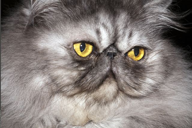 fond d'écran kucing anggora persia bergerak,chat,chats de petite à moyenne taille,félidés,moustaches,chat domestique à poil long