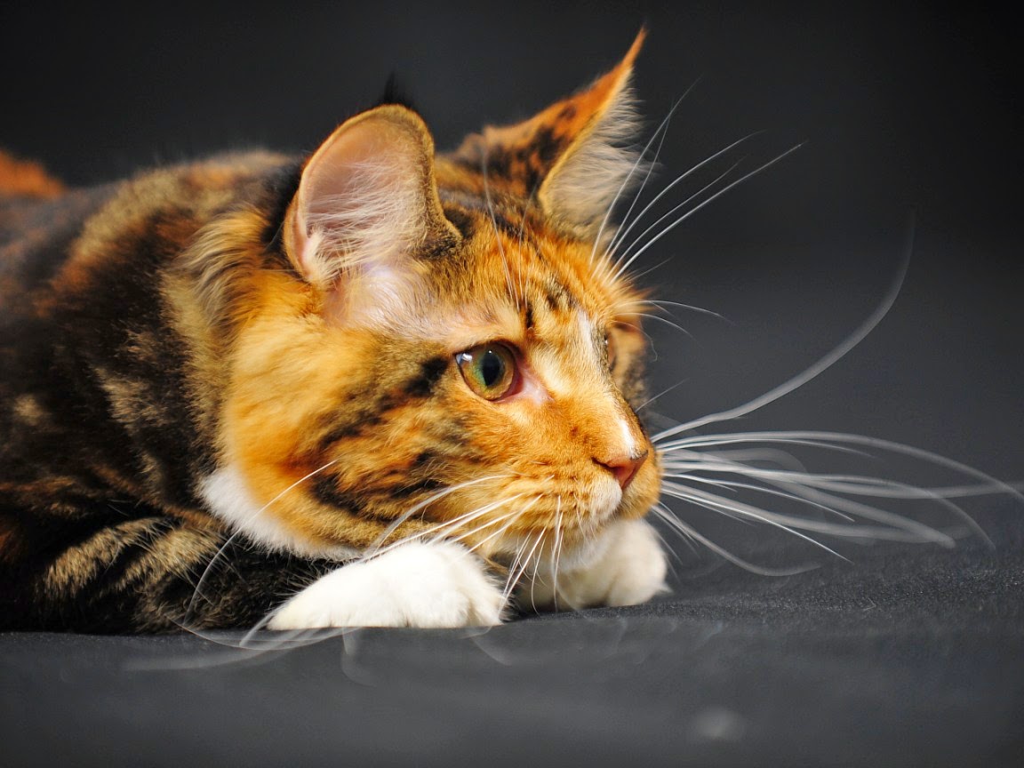 fondos de pantalla kucing anggora persia bergerak,gato,bigotes,gatos pequeños a medianos,felidae,gato atigrado