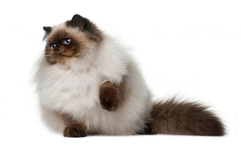 fond d'écran kucing anggora persia bergerak,chat,chats de petite à moyenne taille,félidés,poil long britannique,persan