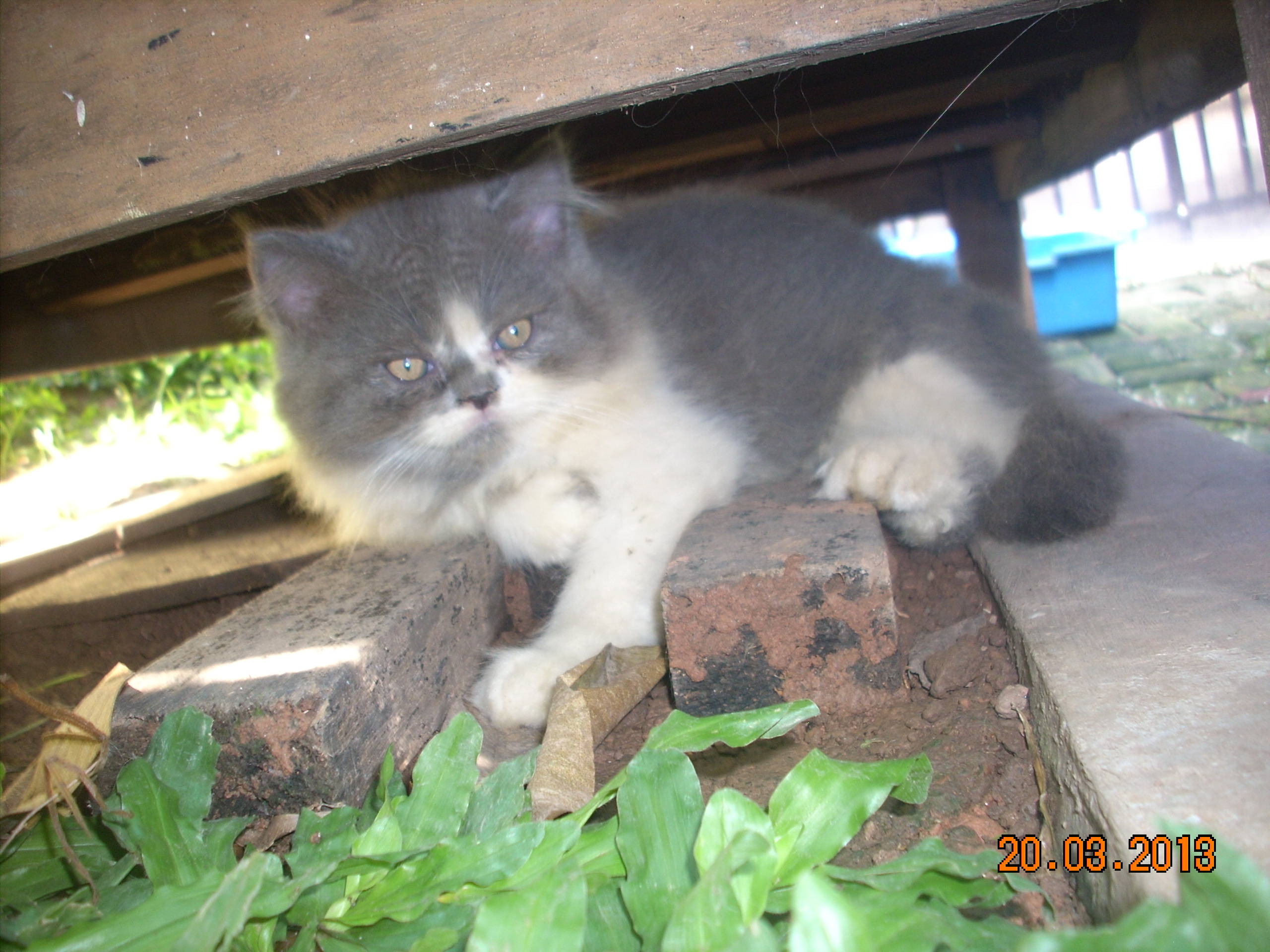 fond d'écran kucing anggora persia bergerak,chat,chats de petite à moyenne taille,félidés,moustaches,chat domestique à poil court