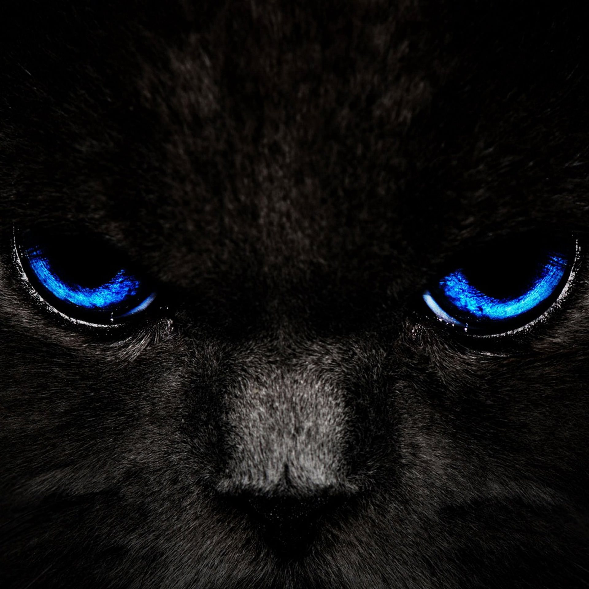 fondos de pantalla kucing bergerak android,gato negro,gato,azul,felidae,bigotes