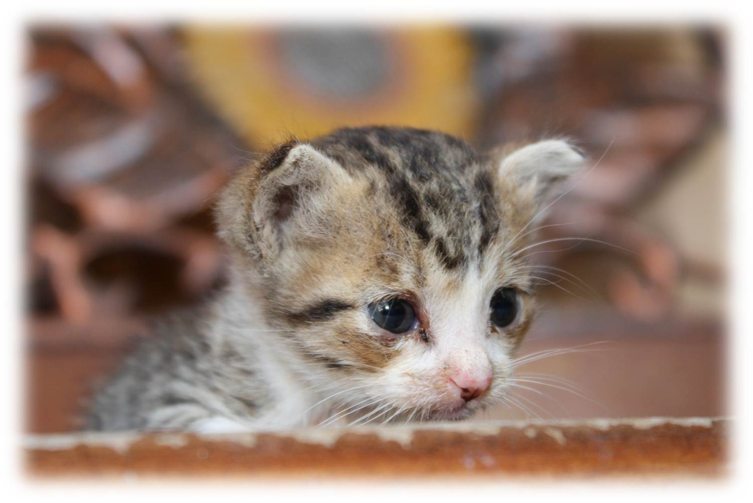 fond d'écran kucing anggora persia bergerak,chat,chats de petite à moyenne taille,félidés,chaton,chat tigré