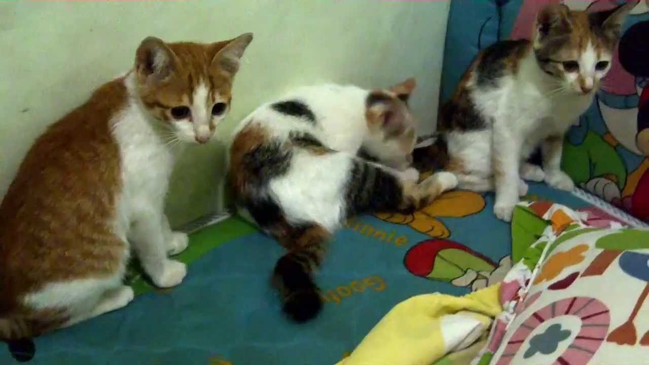 壁紙kucingアンゴラペルシャbergerak,ネコ,中型から中型の猫,ネコ科,子猫,エーゲ猫