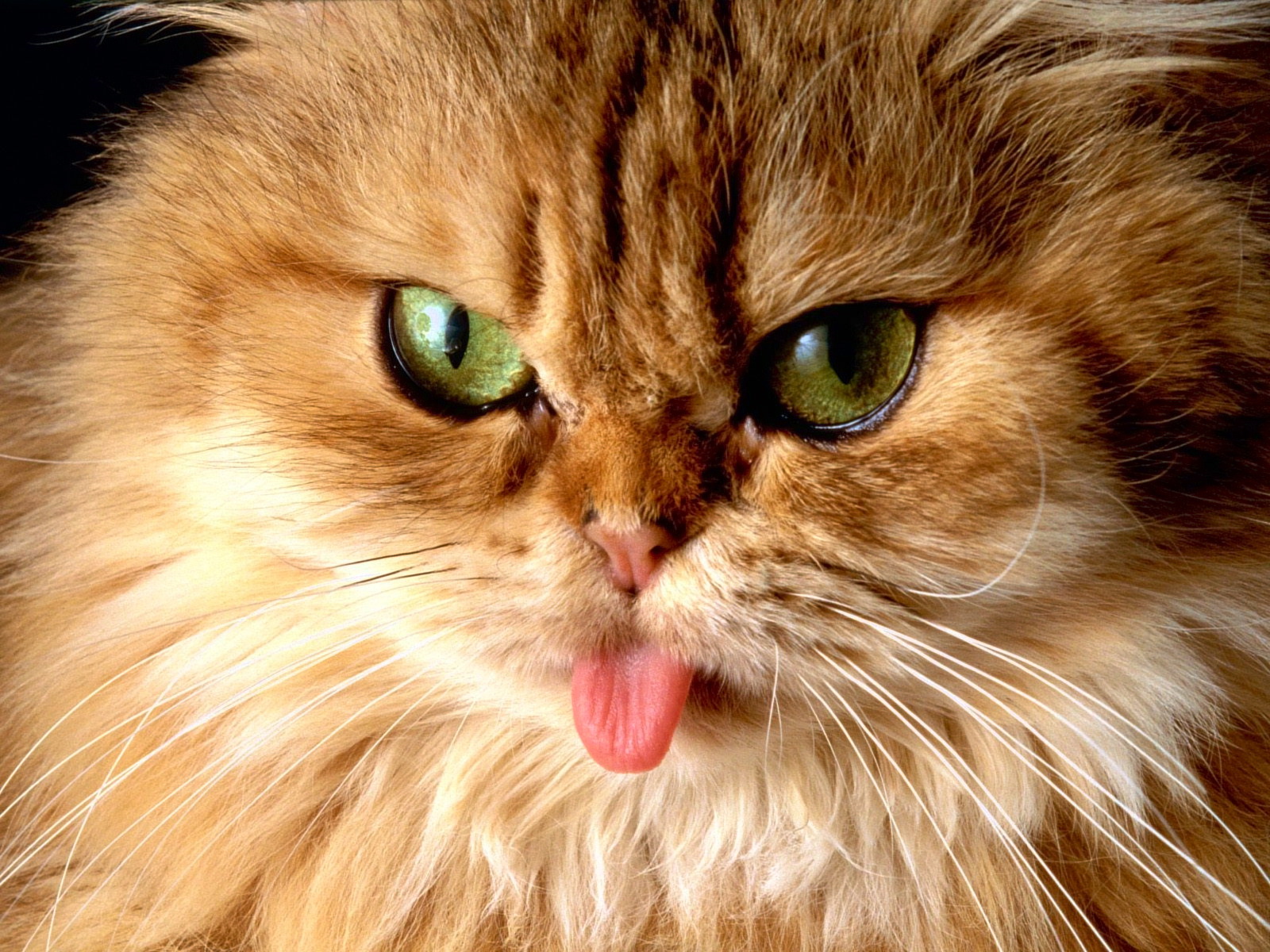 fond d'écran kucing anggora persia bergerak,chat,moustaches,chats de petite à moyenne taille,félidés,chat domestique à poil long
