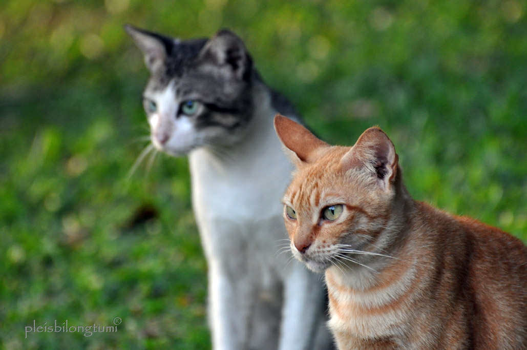 fond d'écran kucing anggora persia bergerak,chat,chats de petite à moyenne taille,moustaches,félidés,chat égéen
