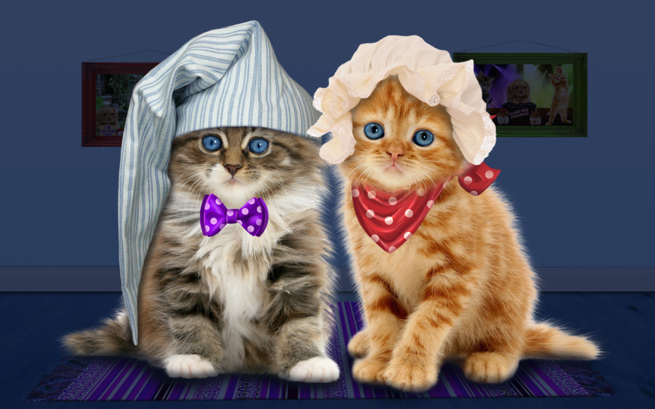 fondos de pantalla kucing anggora persia bergerak,gato,gatos pequeños a medianos,felidae,bigotes,gatito