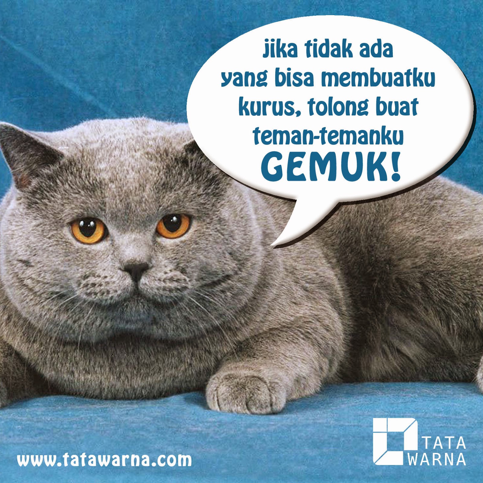 wallpaper kucing anggora persia bergerak,cat,small to medium sized cats,felidae,british shorthair,korat