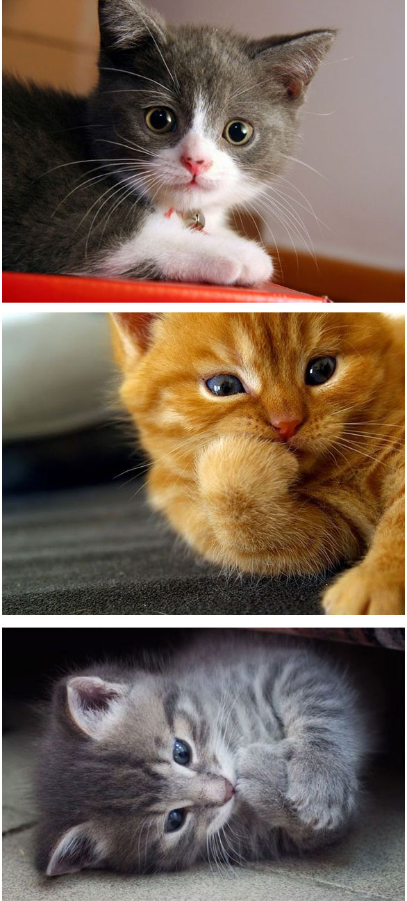 Gambar Kucing Comel Di Dunia Apps Directories - Cat- WallpaperUse