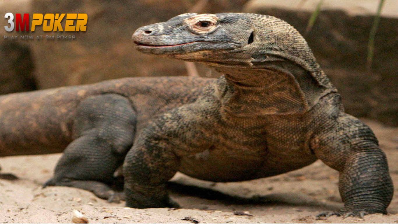 fondos de pantalla kucing anggora persia bergerak,dragon de komodo,reptil,lagartija,animal terrestre