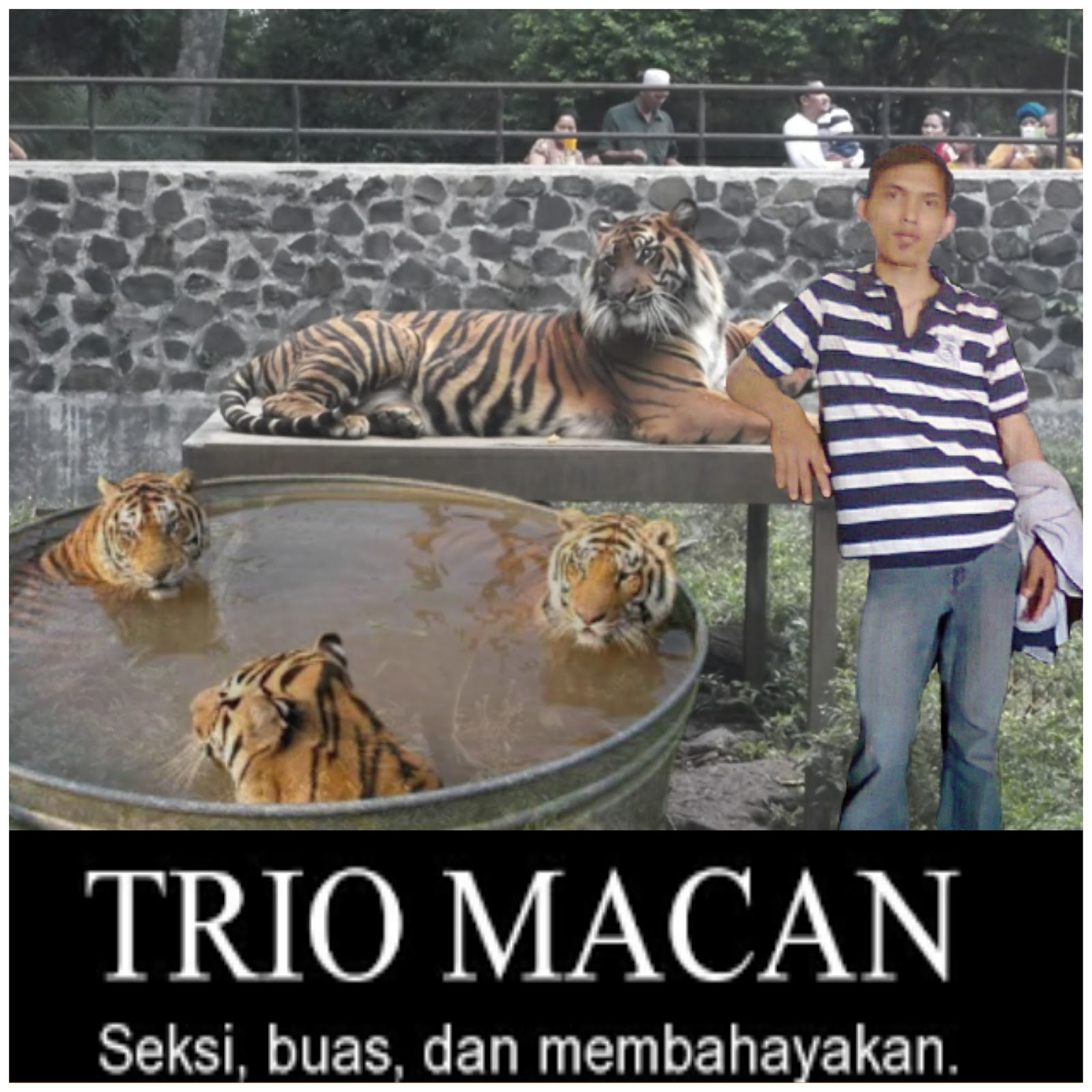 fond d'écran kucing anggora persia bergerak,tigre,tigre du bengale,tigre de sibérie,faune,félidés