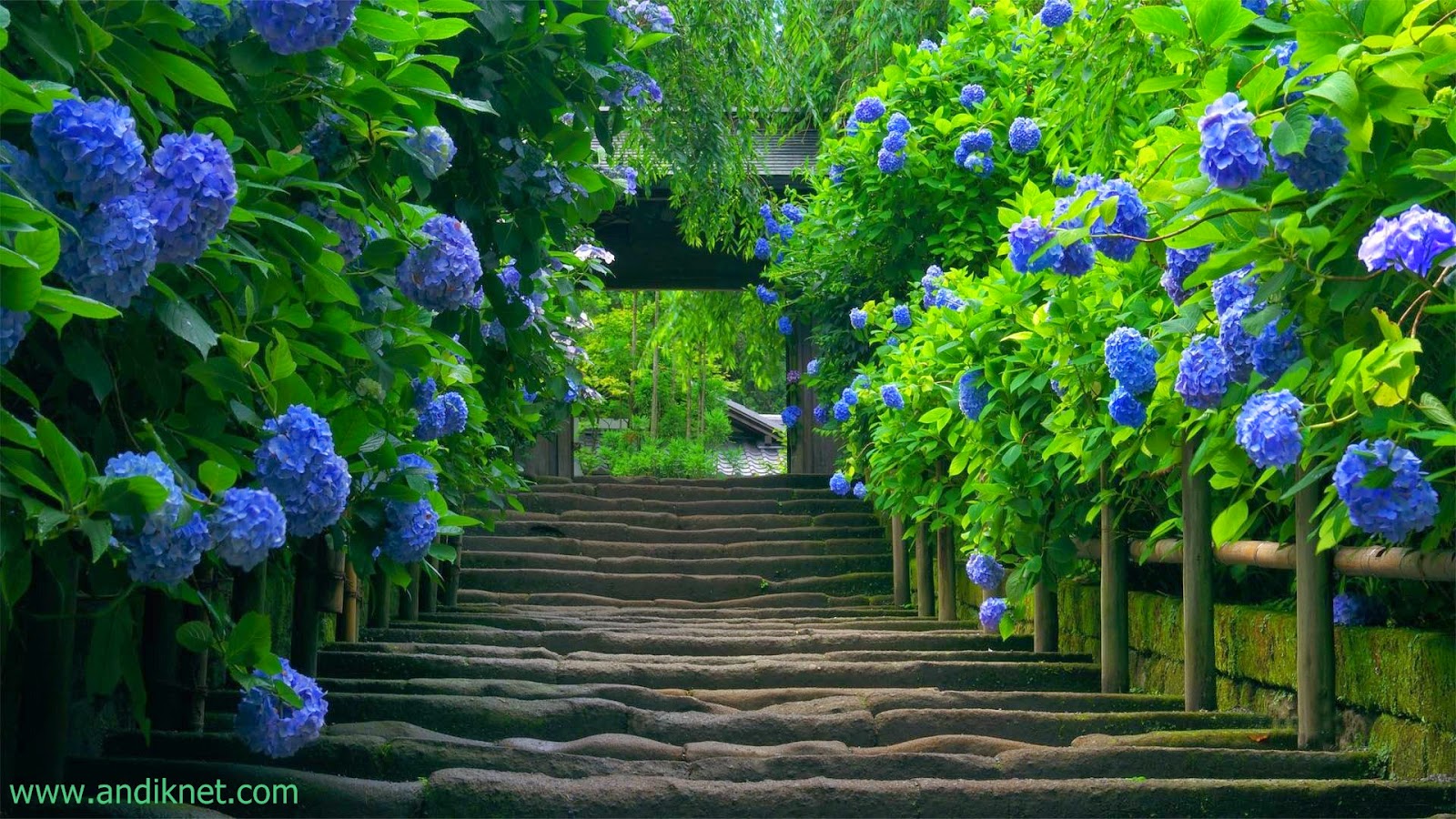 fond d'écran ordinateur portable keren 3d,bleu,hortensia,fleur,hortensias,la nature