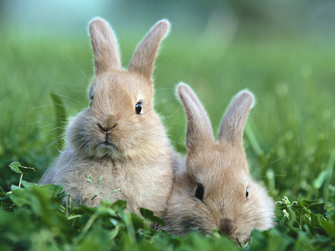 壁紙hewanケレン,ウサギ,飼いウサギ,ウサギとウサギ,野ウサギ,草