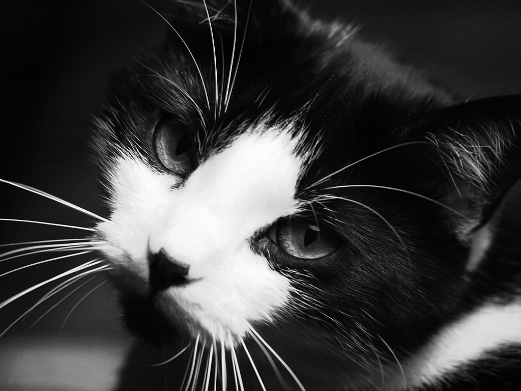wallpaper hewan keren,cat,whiskers,small to medium sized cats,black,black and white