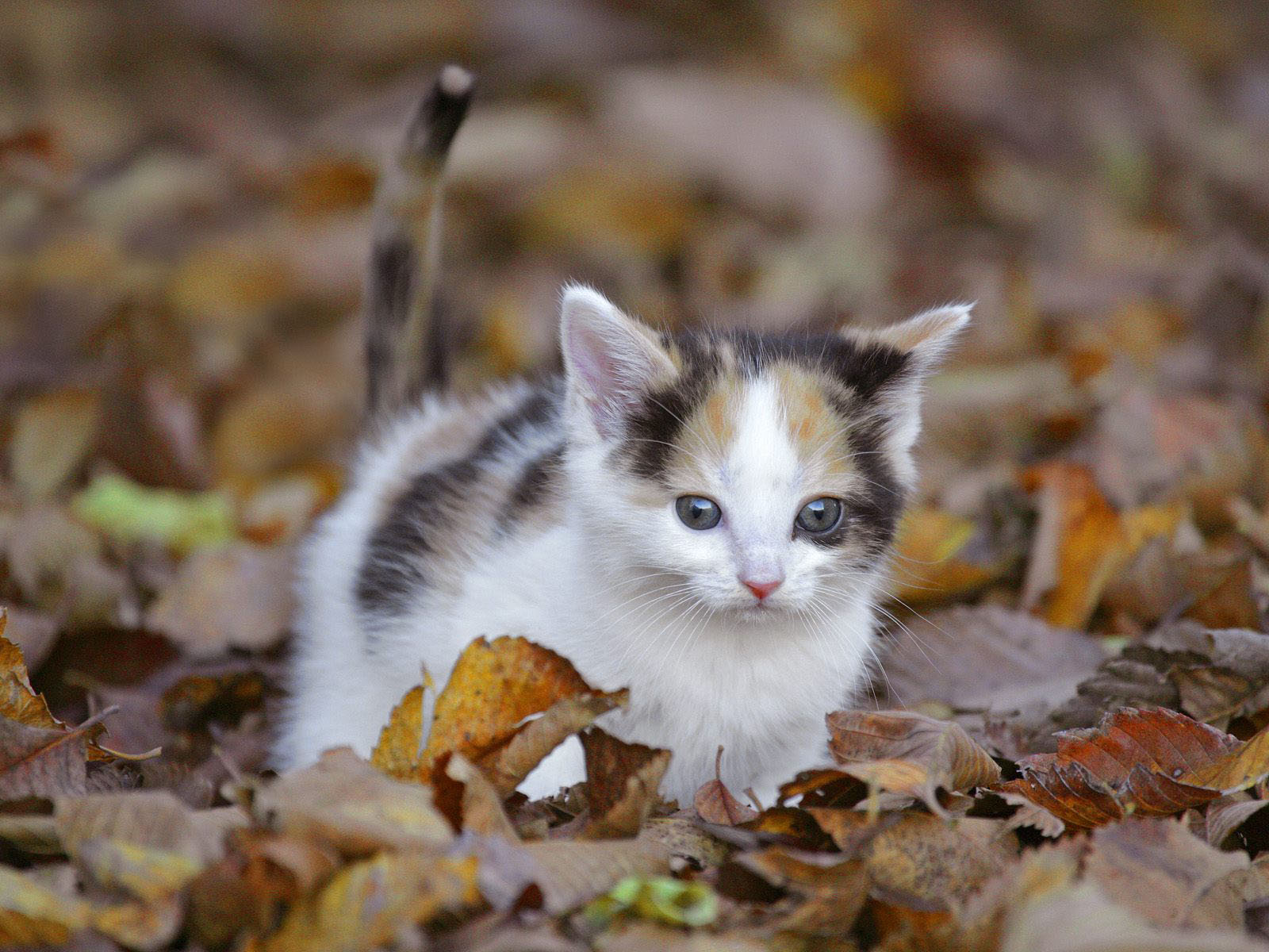 fondos de pantalla binatang lucu,gato,felidae,gatos pequeños a medianos,bigotes,gatito