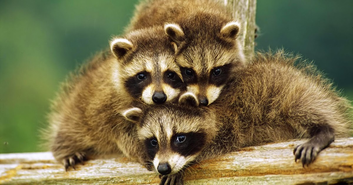 壁紙binatang lucu,陸生動物,プロシオン,野生動物,ひげ