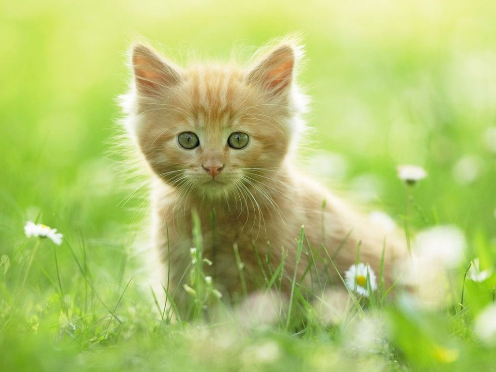 fondos de pantalla binatang lucu,gato,felidae,gatos pequeños a medianos,naturaleza,bigotes