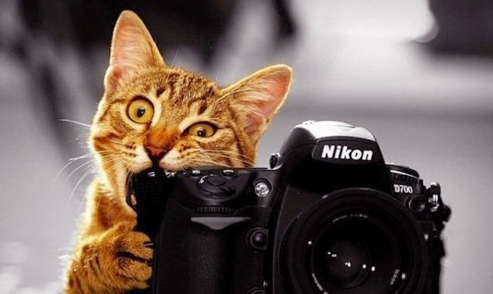 壁紙binatang lucu,カメラ,ネコ,写真,カメラを向けて撮影する,ネコ科