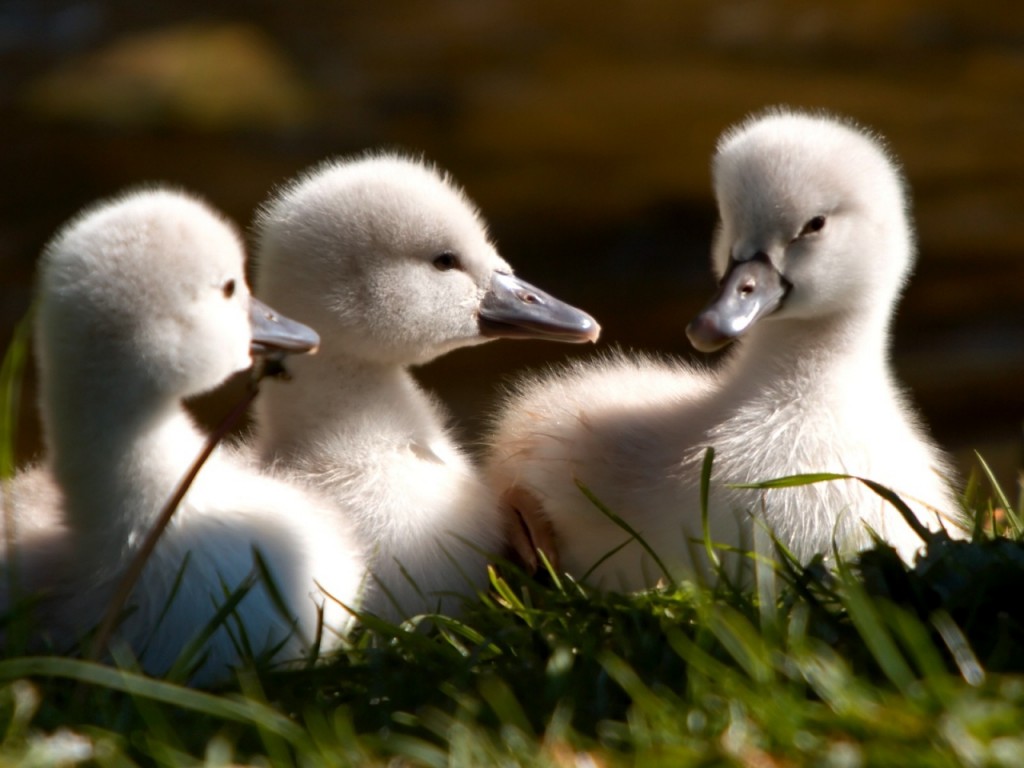 tapete anak lucu,vogel,ente,wasservogel,enten,wasservögel