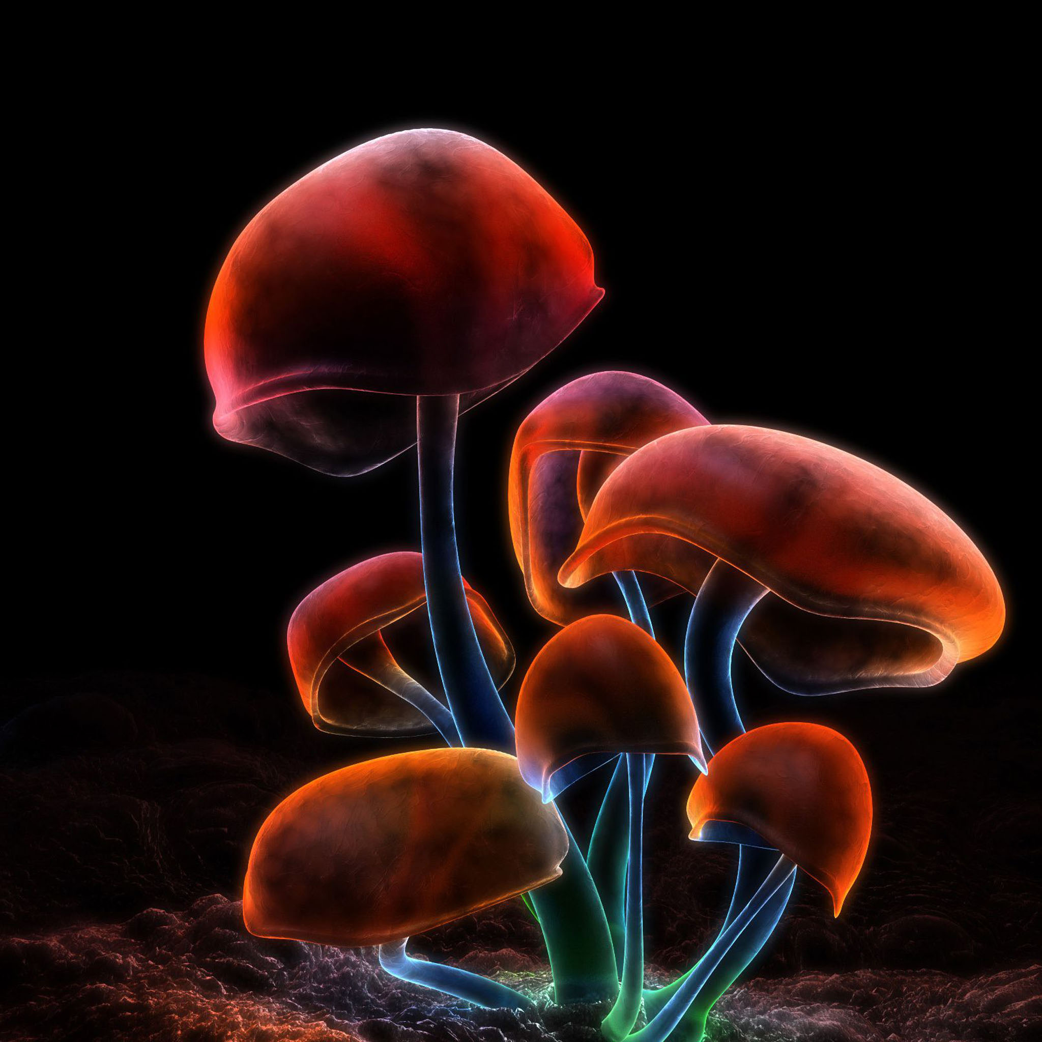 digital wallpaper for mobile,organism,mushroom,agaricomycetes,medicinal mushroom,fungus