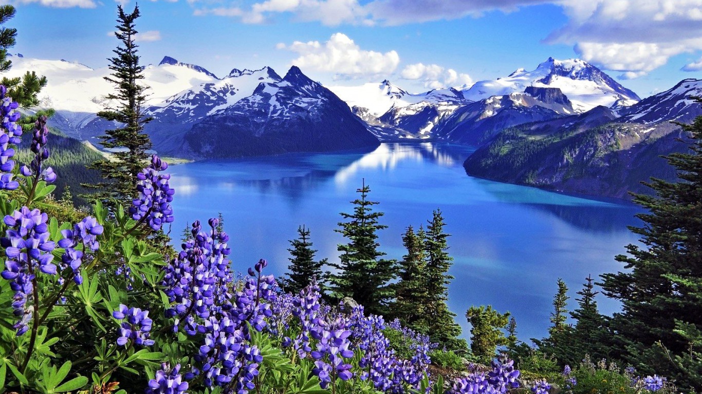 bcの壁紙,自然の風景,自然,山,花,野草