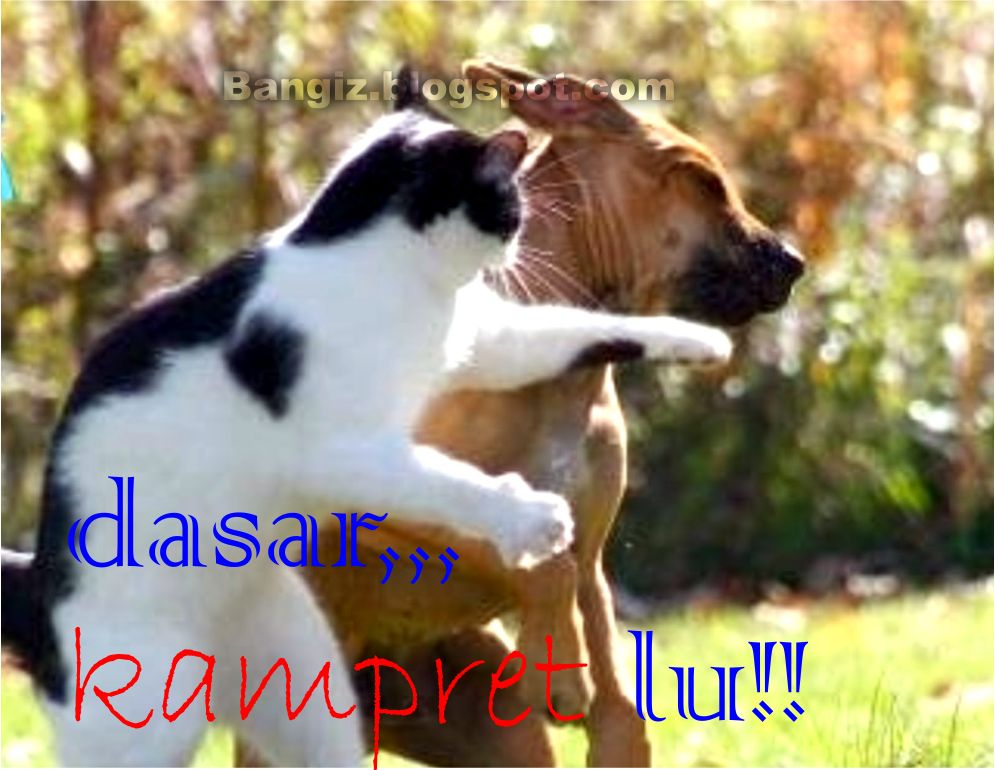 fond d'écran kata lucu,légende photo,chien,relation amicale,chien de compagnie,groupe sportif