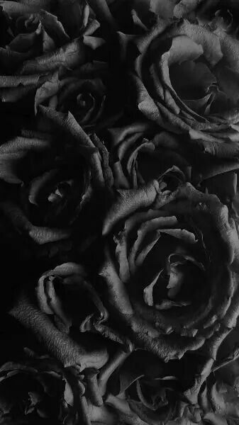 고딕 아이폰 배경 화면,검정,흑백 사진,검정색과 흰색,꽃잎,장미