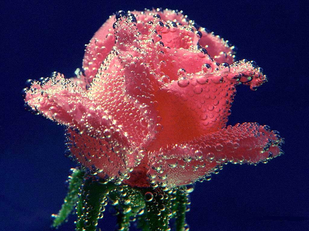 einzigartiges hintergrundbild für handys,wasser,rosa,rot,blau,blume